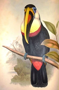 John Gould Native Bird print Pecan parrot painting Vintage art Australia - Picture 1 of 4