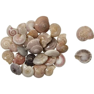 Conchas artesanales de agua dulce umbónico playa decoración boda 0,375-0,437" (1 kilo) - Imagen 1 de 1