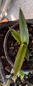 Agave victoria-reginae, Royal century plant - Picture 1 of 4