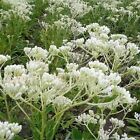 50 GROSSE INDISCHE WEGERICH Cacalia Muhlenbergii weiße Blumensamen