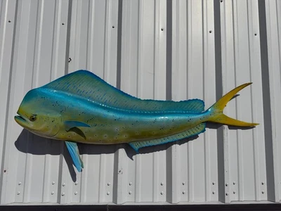 53" Bull Dolphin réplica de montagem de peixe dois lados - Azul - Em estoque e pronto para enviar - Imagem 1 de 4