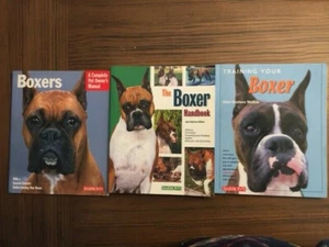 Training Your Boxer - Bild 1 von 7