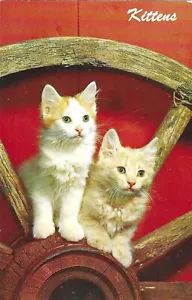 Vintage Cats Kittens Postcard Two Orange White Long Haired on Wagon Wheel - Picture 1 of 2