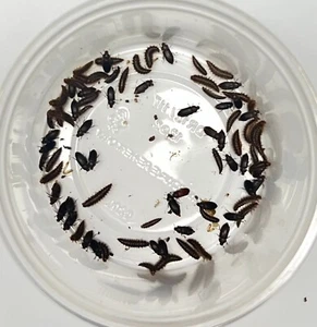 250 ct. Dermestid Beetle Colony for Insect Breeding & Taxidermy - Picture 1 of 6