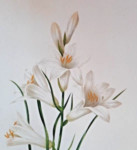 Pierre Joseph Redoute Botanical PHALANGIUM Print Book Plate 99 - Picture 1 of 2