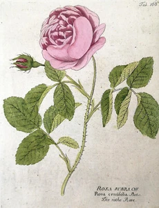 1800,VIETZ'S ICONES PLANTARUM 1. Auflage ORIGINAL ANTIKE AQUARELLE ROSE WY4 - Bild 1 von 4