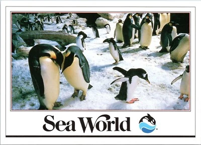 Penquin Encounter at Sea World - Postal cromada 4x6 - Parque temático de atracciones Foto 1 de 2