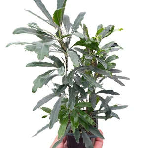 Aralia 'Verde' - Imagen 1 de 4