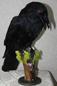 #44 Taxidermy Stuffed Pink Eyed Bird Carrion Crow (Corvus Corone) Eurasian Raven