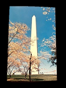 Postkarte Vintage Washington Monument DC USA Hauptstadt Kirschblüten Sammeln - Bild 1 von 3