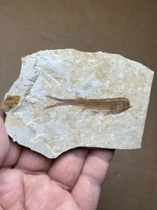 42g Jurassic Period lycoptera fish rock specimen Western Liaoning china - Picture 1 of 13