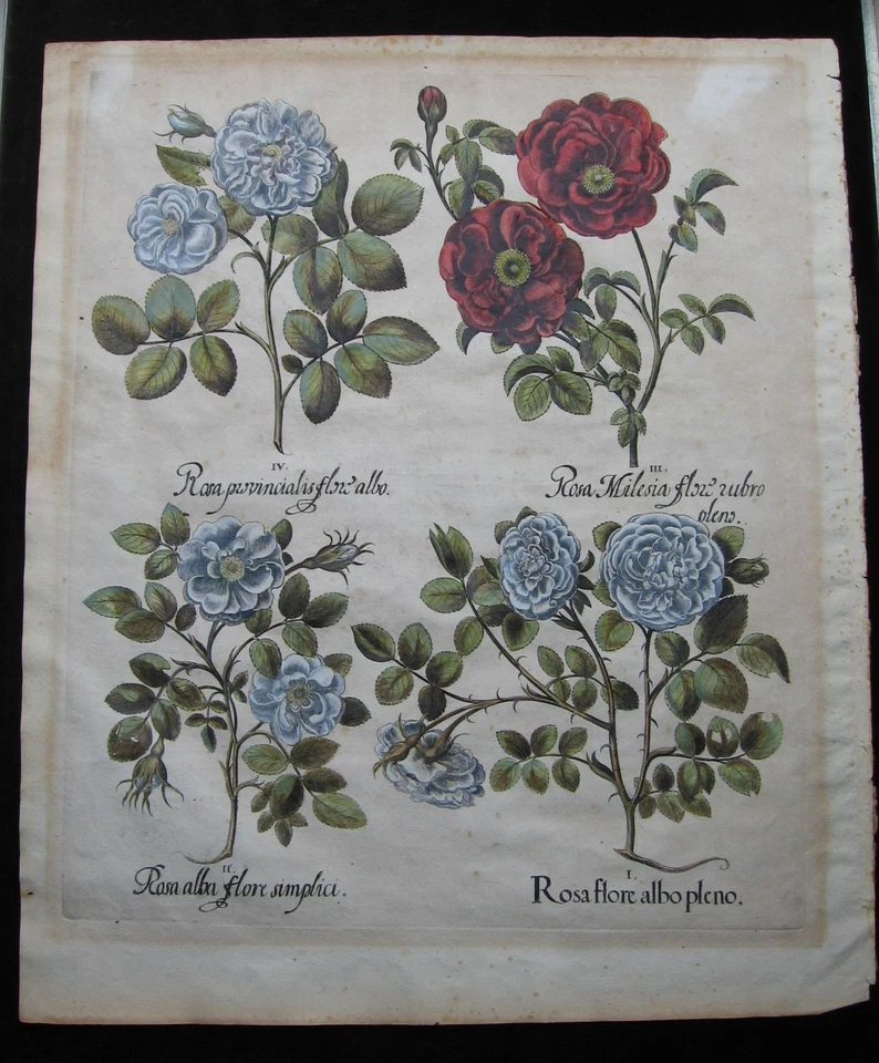 Basilius Besler: Rosen 1613/Roses, Hortus Eystettensis, Print Kupferstich - Bild 1 von 4
