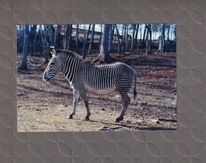 Original VINTAGE Fund FOTOGRAFIE süßes Baby Zebra Schnappschuss C513 - Bild 1 von 1