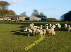 Photo 6X4 Sheep At West Linkhall North Charlton Why Is This Funny Man Pho C2013