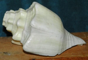 ¡MUY BONITA CARACOLA! ¡NÁUTICO! #1 - Imagen 1 de 4