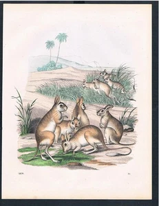 1859 - Canguro Canguros Australia Australia Original Litografía - Imagen 1 de 1