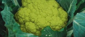 600 SAMEN GRÜNER BLUMENKOHL AUS MAZERAT + GESCHENK - Bild 1 von 1