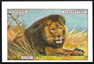 PLAYER - NATURAL HISTORY (LARGE) - #8 LION - Picture 1 of 2
