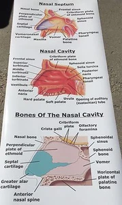 Großes menschlicher Körper Nasenknochen Spektrum anatomisches medizinisches Poster - Bild 1 von 5