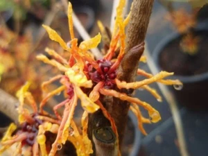 Hamamelis intermedia Aphrodite - Zaubernuss Aphrodite - Winterblüher - duftend - Bild 1 von 1