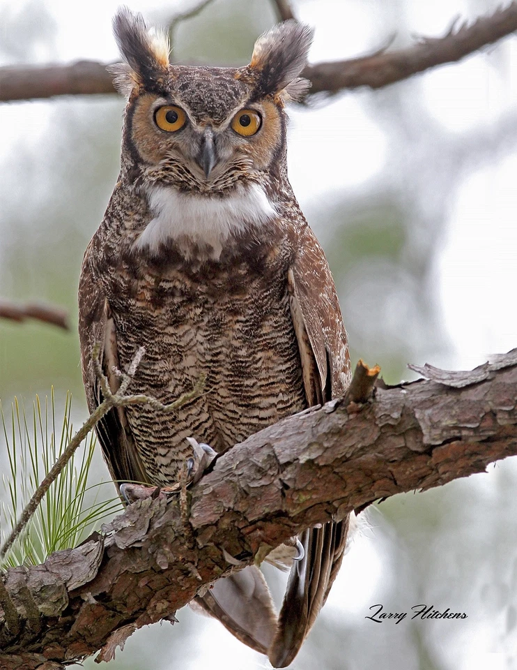 Great Horned Owl  Fine Art Photographic Print  Beautiful Crisp Multiple Sizes - Image 1 of 1