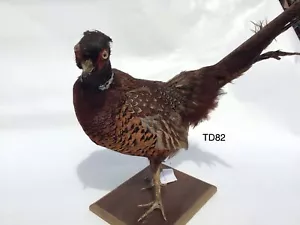 TD82 Pheasant on wooden base - Picture 1 of 1