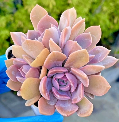 Rare Succulent Graptoveria Debbie Purple Pink Rooted Live Plant 4-Head 4.5-Inch - Image 1 of 4