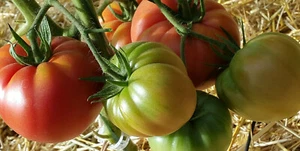 10 graines de tomate rare Hoy Delicious heirloom tomato seeds méth.bio - Imagen 1 de 7
