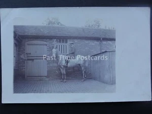 Lincolnshire Burton GENT ON GREY HORSE Message from BASIL c1910 RP Postcard - Picture 1 of 2