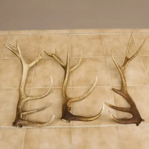 3 Pieza Ciervo Rojo Abwurf Cornamenta Barras para Decoración Longitud 72-77CM - Imagen 1 de 8