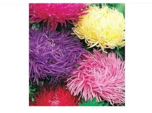 Semillas Astra Krallen MIX Multicolor Asters Orgánicas No OGM Ucrania 0,3 g - Imagen 1 de 2