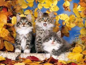 Colorluxe Puzzle 500 Pezzi - Gattini Dorati - Foto 1 di 1