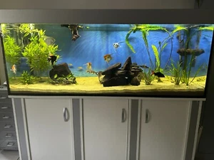 Aquarium mit Schrank u. Beleuchtung, gebraucht 160x60x60 Weiß / Silber - Bild 1 von 5