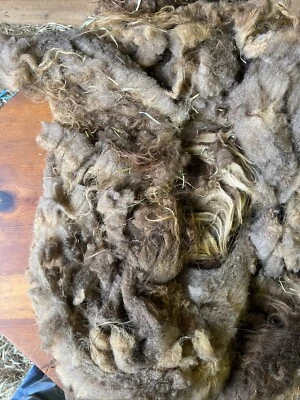 Icelandic fleece Really NICE, Raw unwashed, unskirted, 2.1 lbs - Image 1 of 4