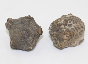 Crinoide, Amphoracrinus gilbertsoni, Karbon, Vise, Clitheroe, UK -eb9073 - Bild 1 von 10