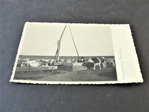 Hungarian Steppe Female Cattle graze in the field- Unposted 1970s Kodak (RPPC). - Picture 1 of 2