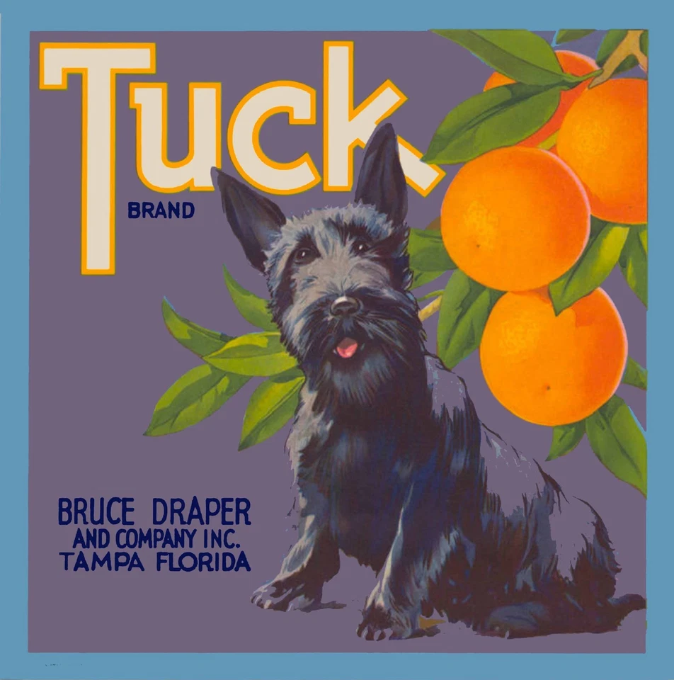 Tampa Florida Tuck шотландский терьер собака апельсин цитрусовые фрукты ящик этикетка печать - Изображение 1 из 1