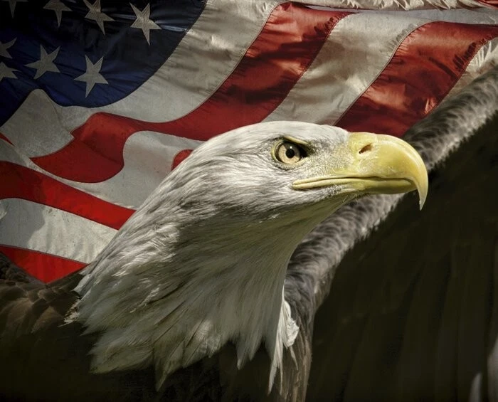 35" Fabric Panel - David Textiles Digital Patriotic Looking Far Eagle and Flag - Image 1 of 1