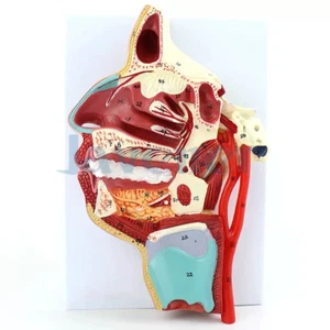 Human Vascular Nerve In the Medial Surface of the Oral Nose Throat Model Teach - Picture 1 of 4