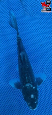 Estanque de jardín de peces koi vivos KUMONRYU 8" 10/24 Foto 1 de 4