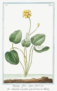 13759. Póster de decoración. Habitación diseño floral. Planta de jardín. Arte botánico. Flor de caléndula - Imagen 1 de 1