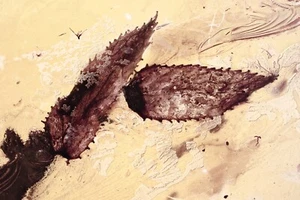 2 TOOTHED LEAVES Rare PLANT Fossil Inclusion Genuine BALTIC AMBER +HQ Pic 250317 - Picture 1 of 7