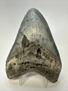Megalodon Shark Tooth 4.41 inch Beautiful - Real Fossil - Carolina - Rare 19096 - Picture 1 of 8