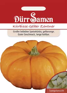 Kürbis Gelber Zentner Kürbissamen ca 8 Korn Gemüsekürbis Top - Bild 1 von 1