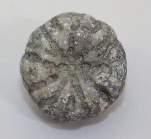 Spugna, Astylospongia praemorsa, Ordovizium, Ireviken, Gotland, Svezia -i682 - Foto 1 di 6
