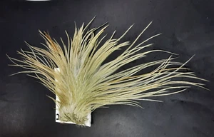 Light Gray Ginger Dun Rooster Saddle Hackle Long Dry Fly Tying Feathers #2 - Picture 1 of 4
