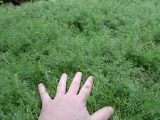 Chamomile Grass Lawn Non Flowering Treneague Variety Fragrant Creeping Plant