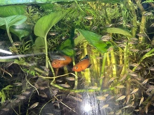 10+2 Turkana Jewel Cichlids 1-3inch Tank Bred - Picture 1 of 7