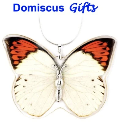 3 1/2" NEW! Real INSECT Great Orange BUTTERFLY Silver NECKLACE Jewelry PENDANT - Image 1 of 2