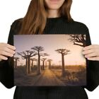 A4 - Baobab Trees Madagascar Tree Poster 29.7X21cm280gsm #3090